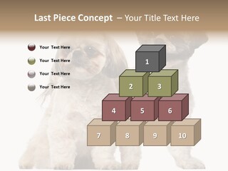 Gain Unhealthy Lose PowerPoint Template