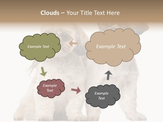 Gain Unhealthy Lose PowerPoint Template