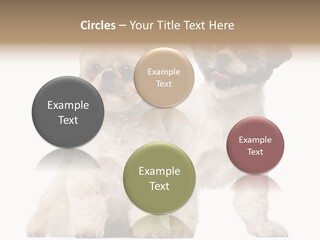 Gain Unhealthy Lose PowerPoint Template