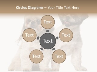 Gain Unhealthy Lose PowerPoint Template