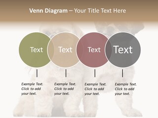 Gain Unhealthy Lose PowerPoint Template