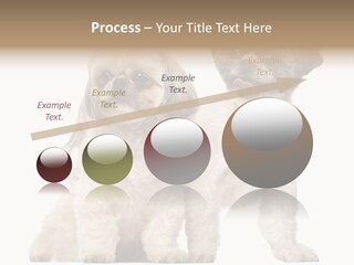 Gain Unhealthy Lose PowerPoint Template