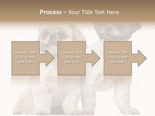 Gain Unhealthy Lose PowerPoint Template