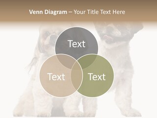 Gain Unhealthy Lose PowerPoint Template