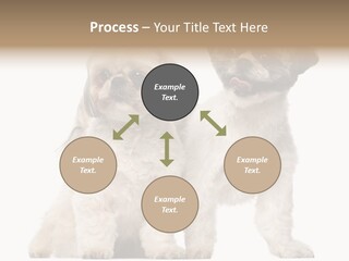 Gain Unhealthy Lose PowerPoint Template