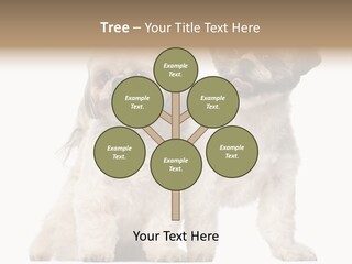 Gain Unhealthy Lose PowerPoint Template