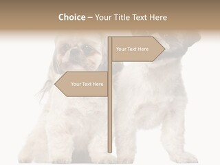 Gain Unhealthy Lose PowerPoint Template