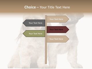 Gain Unhealthy Lose PowerPoint Template