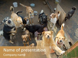 Hungry Hound Eyes PowerPoint Template