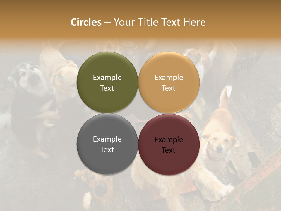Hungry Hound Eyes PowerPoint Template