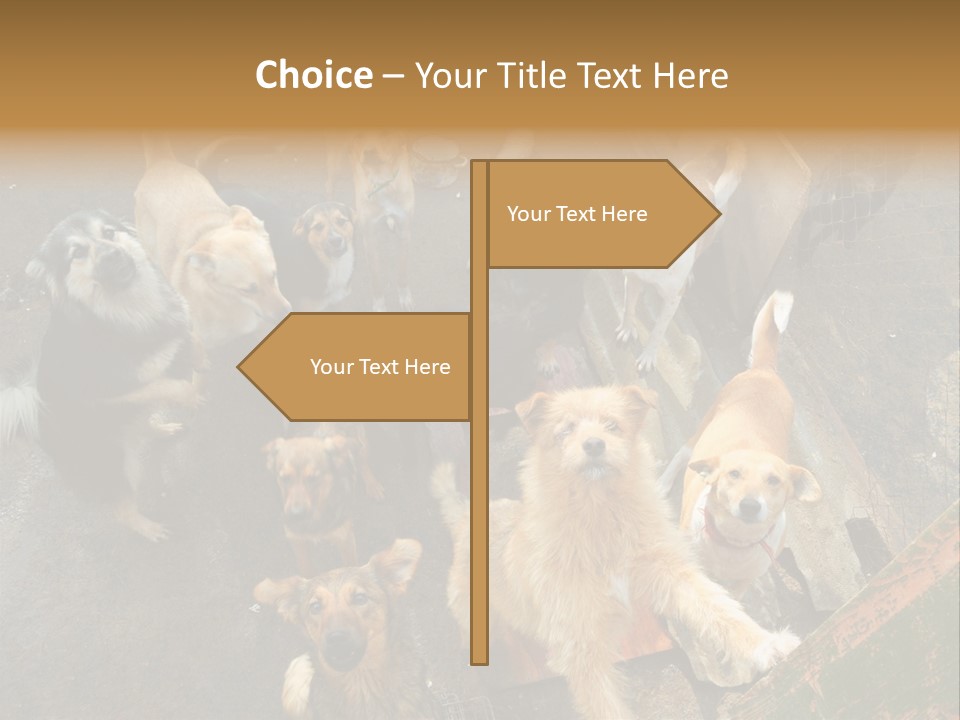 Hungry Hound Eyes PowerPoint Template