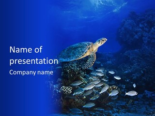 Sun Bottom Diver PowerPoint Template