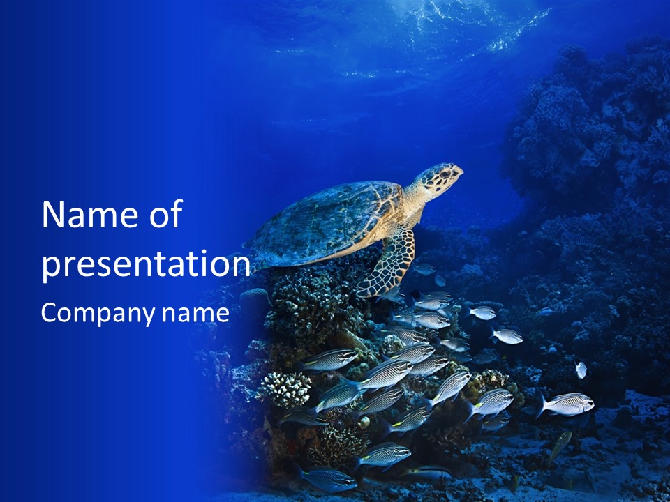 Sun Bottom Diver PowerPoint Template