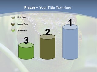 Chameleon Head Calumma Parsonii Chameleonmadagascar PowerPoint Template