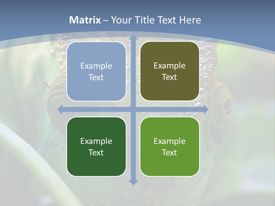 Chameleon Head Calumma Parsonii Chameleonmadagascar PowerPoint Template