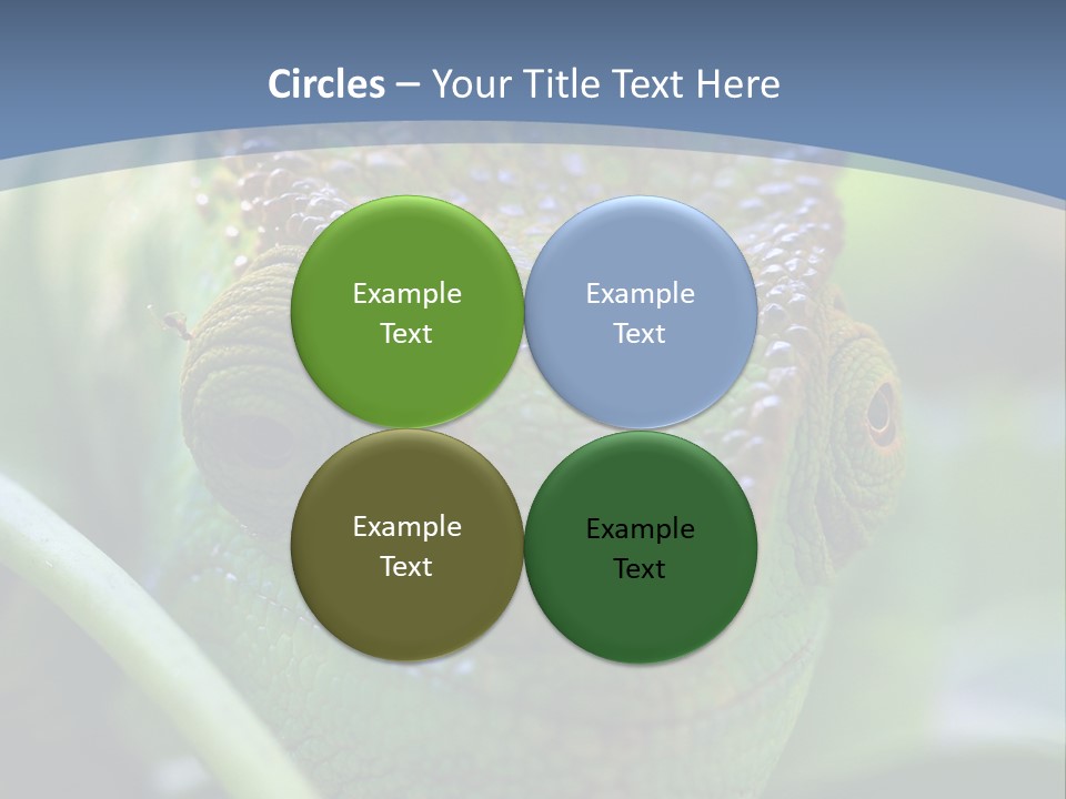 Chameleon Head Calumma Parsonii Chameleonmadagascar PowerPoint Template