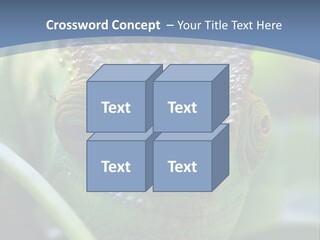 Chameleon Head Calumma Parsonii Chameleonmadagascar PowerPoint Template