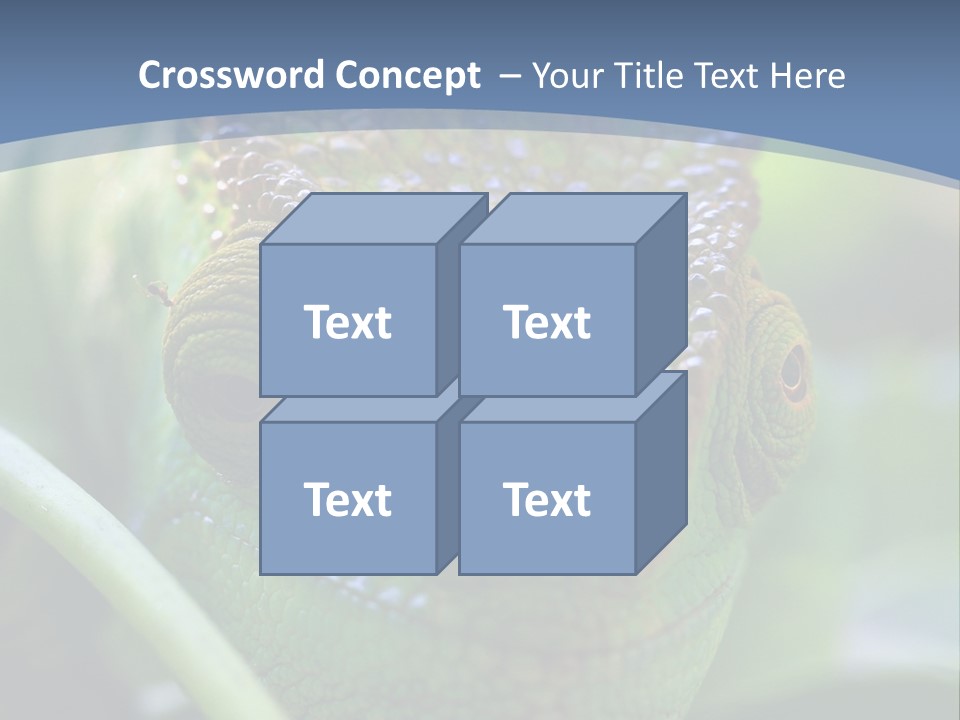 Chameleon Head Calumma Parsonii Chameleonmadagascar PowerPoint Template