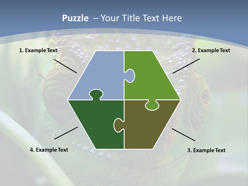 Chameleon Head Calumma Parsonii Chameleonmadagascar PowerPoint Template