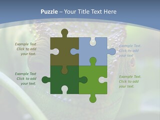 Chameleon Head Calumma Parsonii Chameleonmadagascar PowerPoint Template