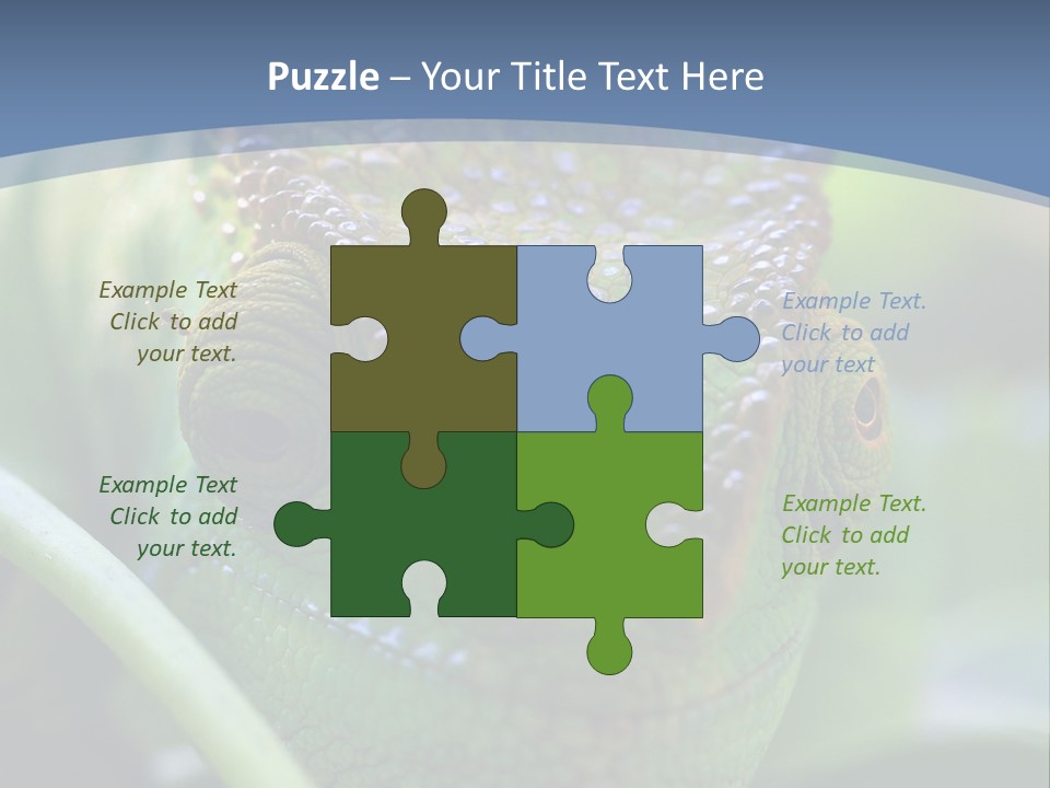 Chameleon Head Calumma Parsonii Chameleonmadagascar PowerPoint Template