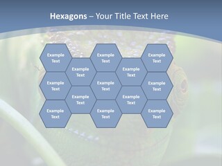 Chameleon Head Calumma Parsonii Chameleonmadagascar PowerPoint Template