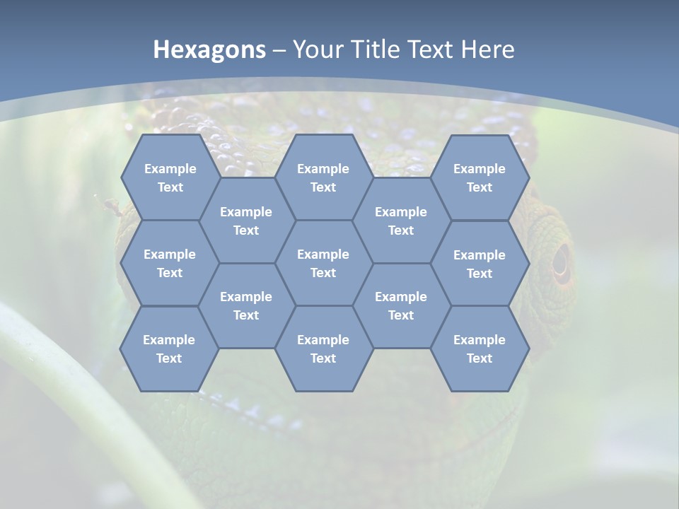 Chameleon Head Calumma Parsonii Chameleonmadagascar PowerPoint Template