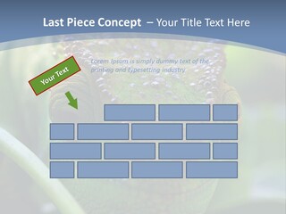 Chameleon Head Calumma Parsonii Chameleonmadagascar PowerPoint Template