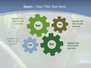 Chameleon Head Calumma Parsonii Chameleonmadagascar PowerPoint Template