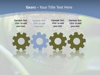 Chameleon Head Calumma Parsonii Chameleonmadagascar PowerPoint Template