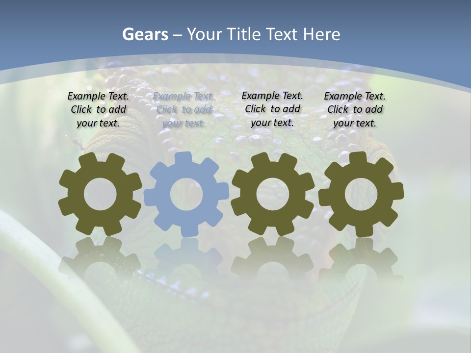 Chameleon Head Calumma Parsonii Chameleonmadagascar PowerPoint Template