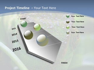 Chameleon Head Calumma Parsonii Chameleonmadagascar PowerPoint Template