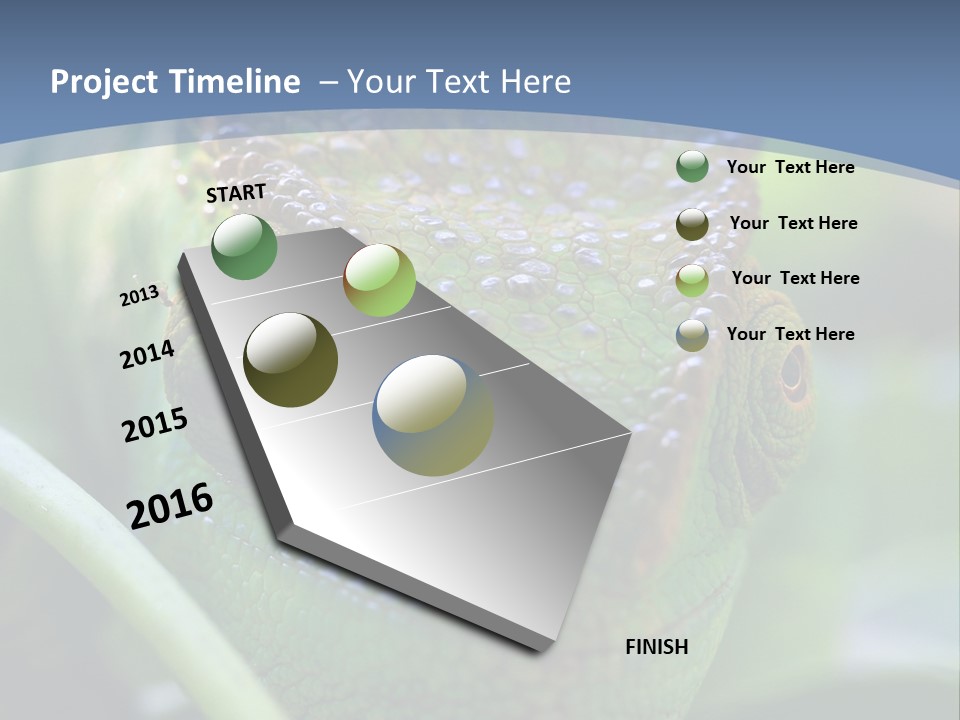 Chameleon Head Calumma Parsonii Chameleonmadagascar PowerPoint Template