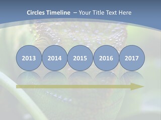 Chameleon Head Calumma Parsonii Chameleonmadagascar PowerPoint Template