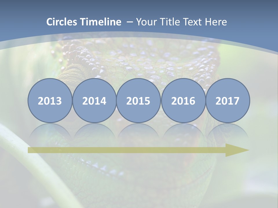 Chameleon Head Calumma Parsonii Chameleonmadagascar PowerPoint Template