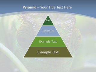 Chameleon Head Calumma Parsonii Chameleonmadagascar PowerPoint Template