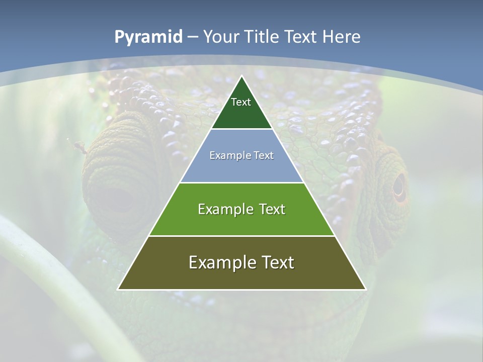 Chameleon Head Calumma Parsonii Chameleonmadagascar PowerPoint Template