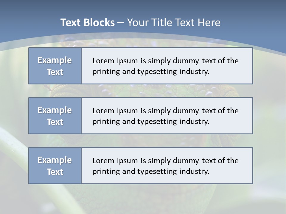 Chameleon Head Calumma Parsonii Chameleonmadagascar PowerPoint Template