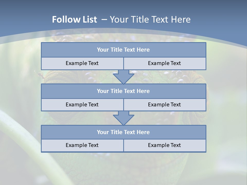 Chameleon Head Calumma Parsonii Chameleonmadagascar PowerPoint Template