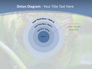Chameleon Head Calumma Parsonii Chameleonmadagascar PowerPoint Template