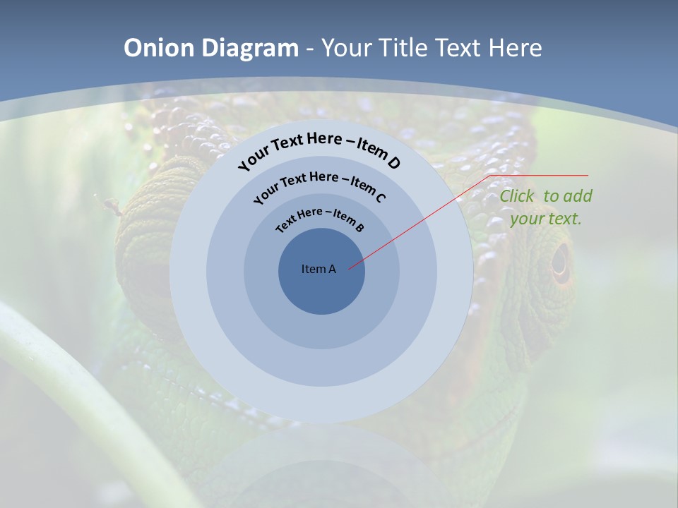 Chameleon Head Calumma Parsonii Chameleonmadagascar PowerPoint Template