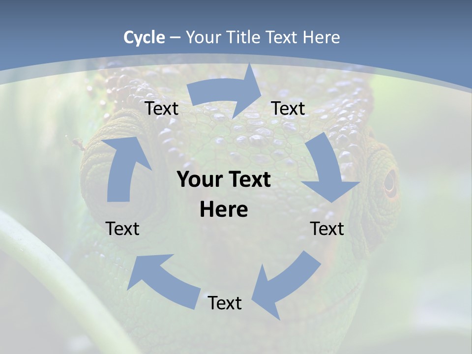 Chameleon Head Calumma Parsonii Chameleonmadagascar PowerPoint Template