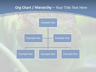 Chameleon Head Calumma Parsonii Chameleonmadagascar PowerPoint Template
