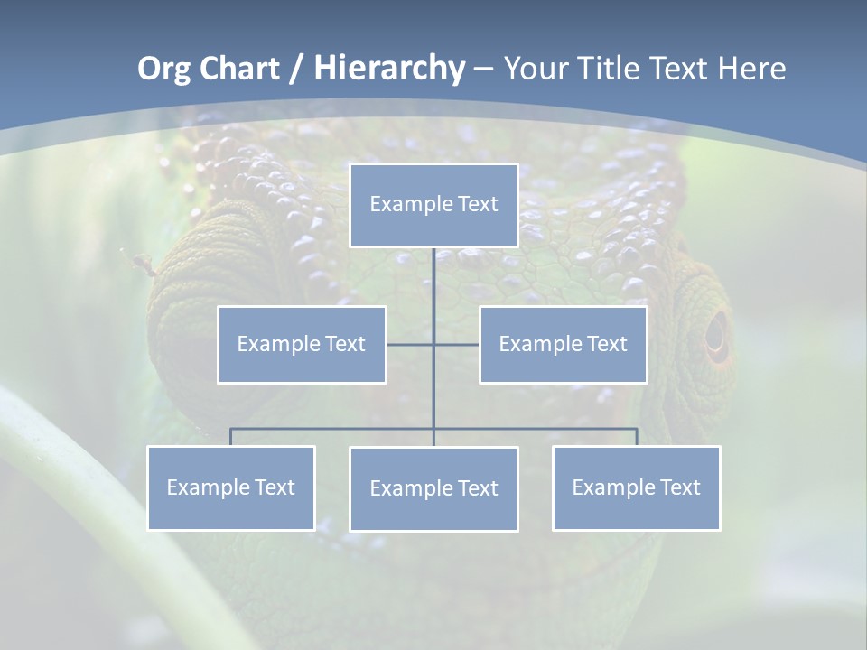 Chameleon Head Calumma Parsonii Chameleonmadagascar PowerPoint Template