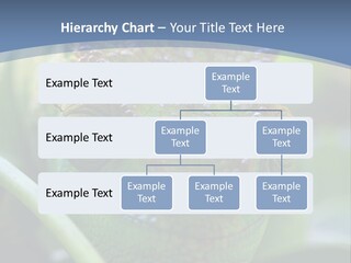 Chameleon Head Calumma Parsonii Chameleonmadagascar PowerPoint Template