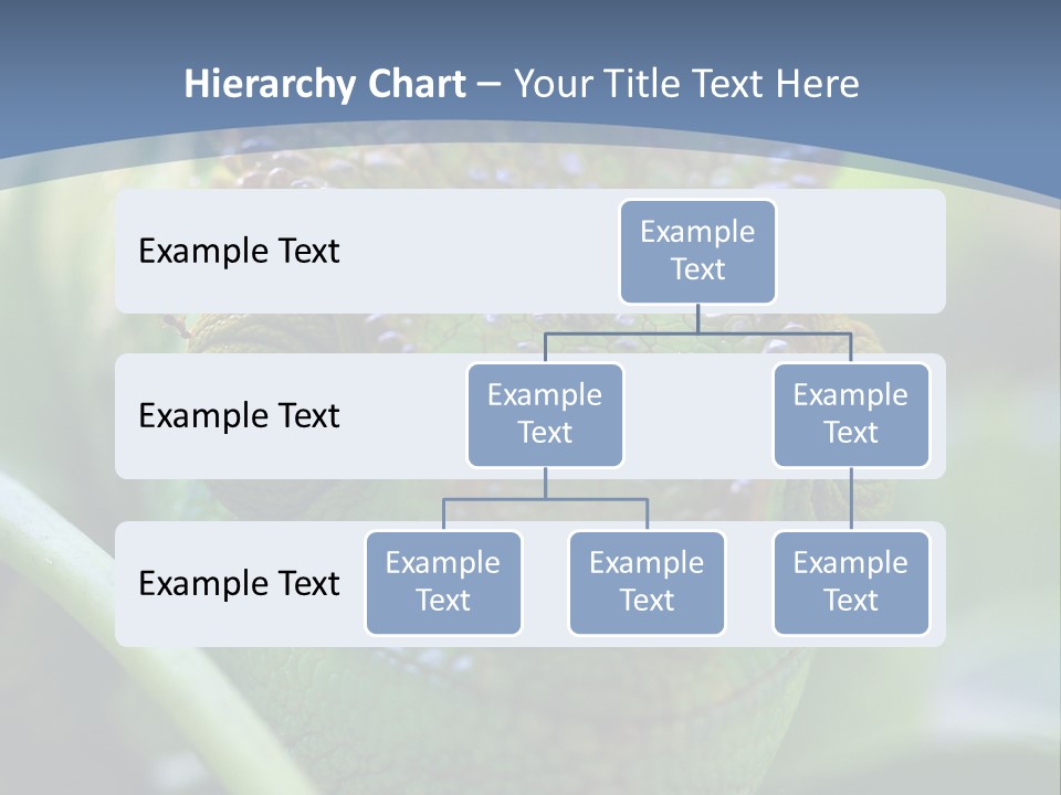 Chameleon Head Calumma Parsonii Chameleonmadagascar PowerPoint Template