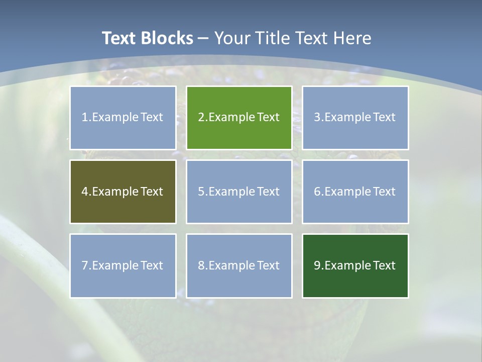 Chameleon Head Calumma Parsonii Chameleonmadagascar PowerPoint Template