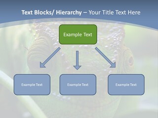 Chameleon Head Calumma Parsonii Chameleonmadagascar PowerPoint Template