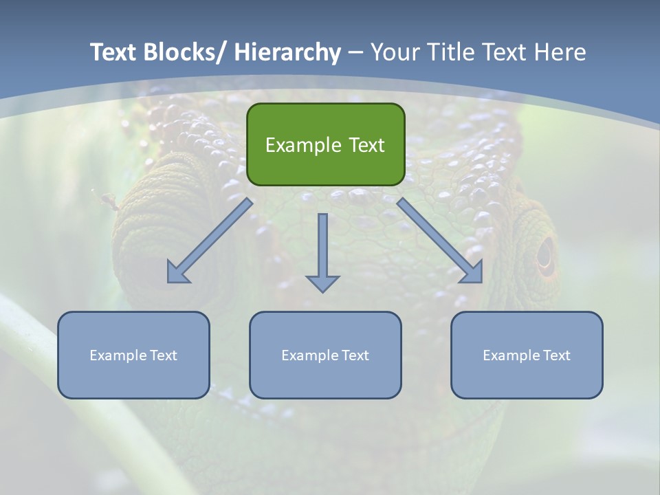 Chameleon Head Calumma Parsonii Chameleonmadagascar PowerPoint Template