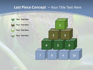 Chameleon Head Calumma Parsonii Chameleonmadagascar PowerPoint Template